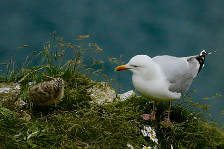 white sea gull on green grass thumbnail