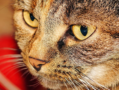 macro photography of brown Tabby cat thumbnail
