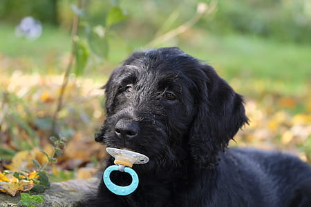 short-coated black dog biting blue pacifier thumbnail