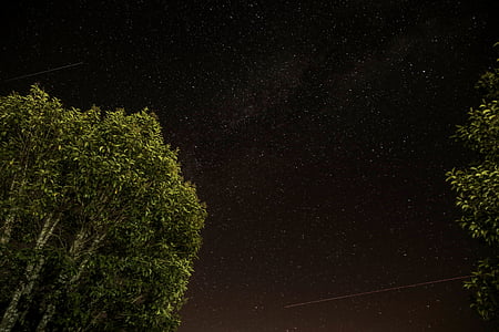 green leafed tree thumbnail