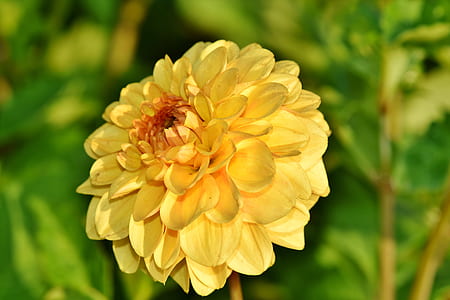 close up photo white dahlia flower thumbnail