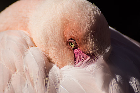 closeup photo of lesser flamingo thumbnail
