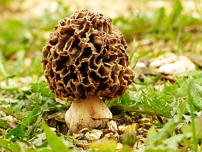 brown and white mushroom in macro photography thumbnail
