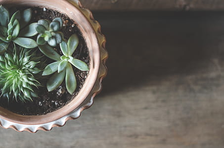 green succulents on brown pot thumbnail