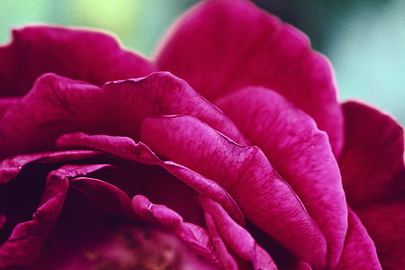 macro shot of pink flower thumbnail