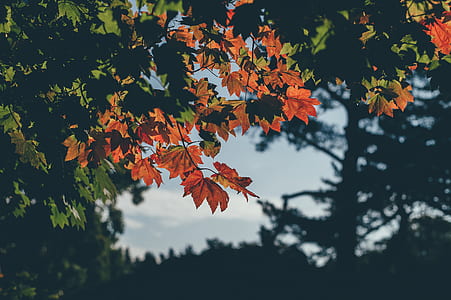 selective photography of green and red leaves plant thumbnail