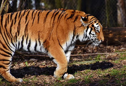 focus photography of tiger thumbnail