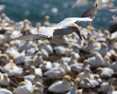 Northern Gannets at Cape St. Mary s, Ecological Reserve in Newfoundland and Labrador, Canada. thumbnail