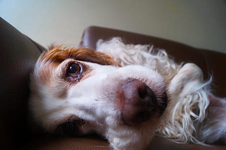 White and Tan English Cocker Spaniel thumbnail