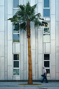 green palm tree near the gray building thumbnail