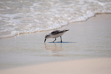 seagull at shore thumbnail