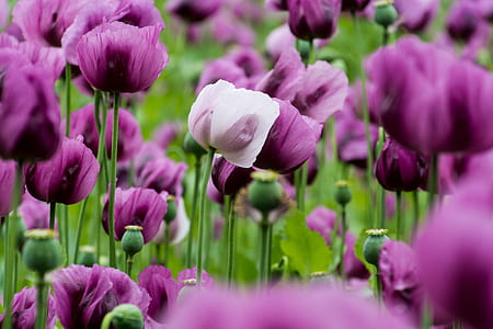 purple and white flowers in shallow focus lens thumbnail