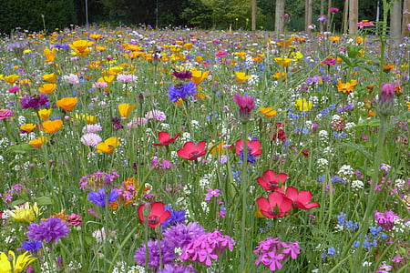 field of assorted color and breed flower field thumbnail