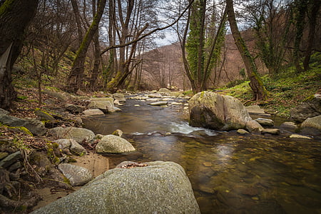 river flower between rocks and trees during daytime thumbnail