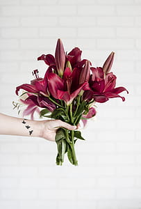Person Holding Maroon Stargazer Flowers thumbnail
