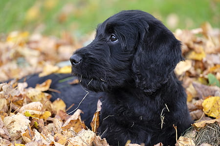 black labrador retriever puppy lying on dried leaves thumbnail