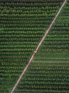 aerial view photography of road in between green trees thumbnail