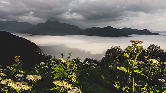 Photography of Green Leaf Plants With Mountain As Background thumbnail