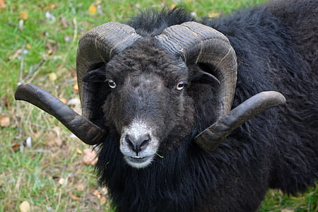 black ram thumbnail
