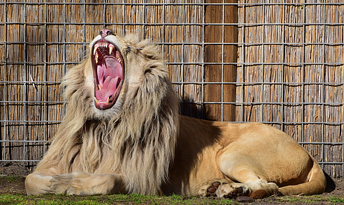 lion roaring near fence thumbnail