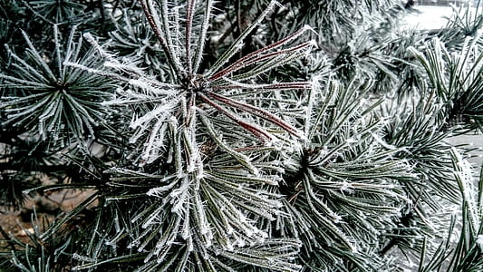 plants covered with snow thumbnail