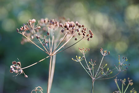 tilt shift focus photography of brown petaled flower bud thumbnail