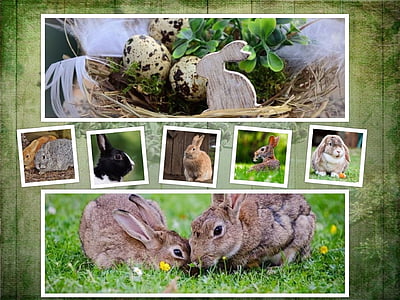 assorted breed of rabbits collage thumbnail