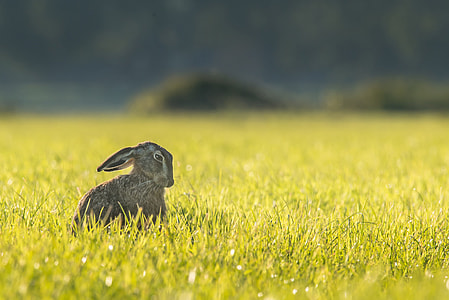 close-up photography of rabbit on grass thumbnail