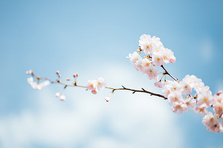 selective focus photography of white cherry blossom at daytime thumbnail