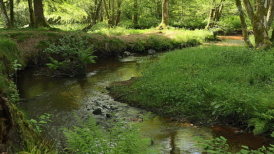 body of water surrounded trees thumbnail