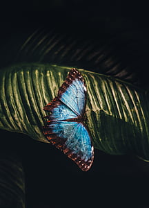 butterfly, leaf, animal, insect, blue, beautiful thumbnail