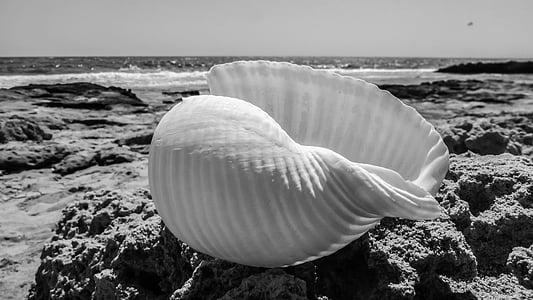 grayscale photography of seashell on sand next to beach thumbnail