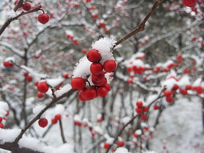 snow on red fruits thumbnail