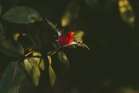 selective focus photography of red petaled flower thumbnail