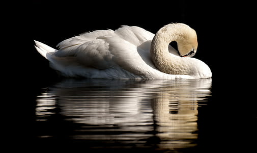 close up photo of swan thumbnail