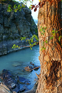 green leaf tree near water at daytime thumbnail
