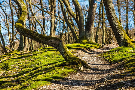 green trees in the forest during daytime thumbnail
