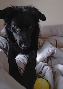 black dog lying on sectional couch thumbnail