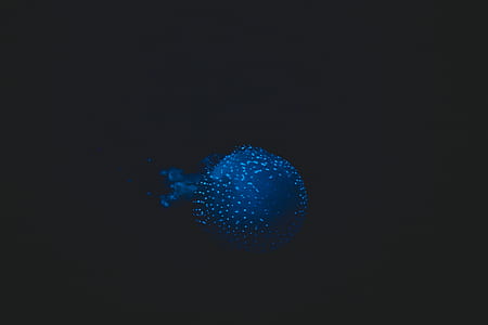 blue fish thumbnail