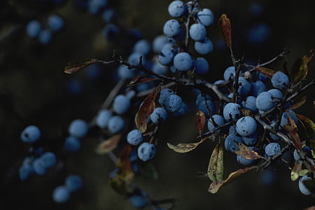 selective focus photography of blueberry fruit thumbnail