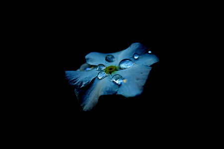 white periwinkle flower with water dew thumbnail