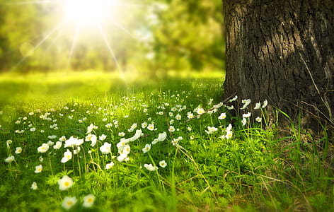 white petaled flowers in grass beside tree under sunshine thumbnail