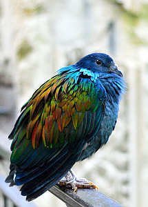 close-up photography of blue and brown bird on grey handrails during daytime thumbnail