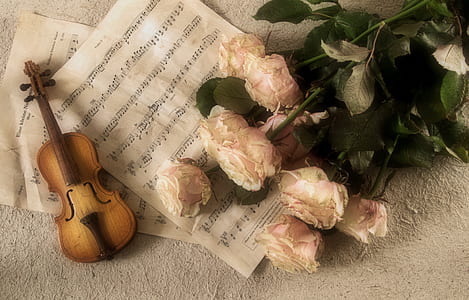 flat-lay photography of beige rose flowers thumbnail