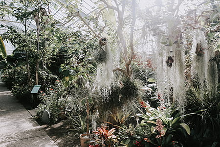 Plants Inside Greenhouse thumbnail