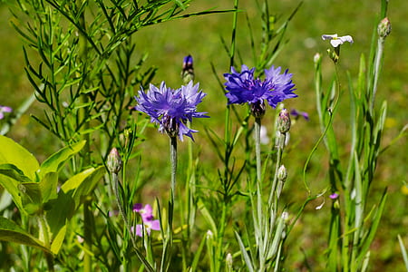 shallow focus photography of purple flowers thumbnail