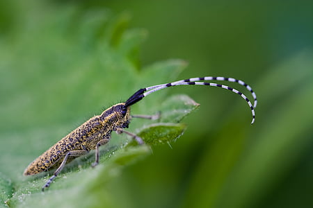 yellow and black longhorn beetle on green leaf thumbnail