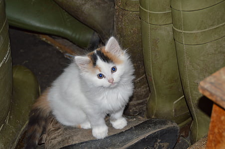 short-hair white kitten thumbnail