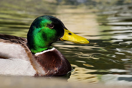 selective focus photography of mallard duck on body of water thumbnail