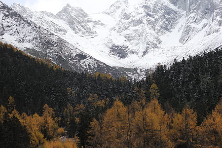 landscape photography of green trees in front of snowy mountains thumbnail